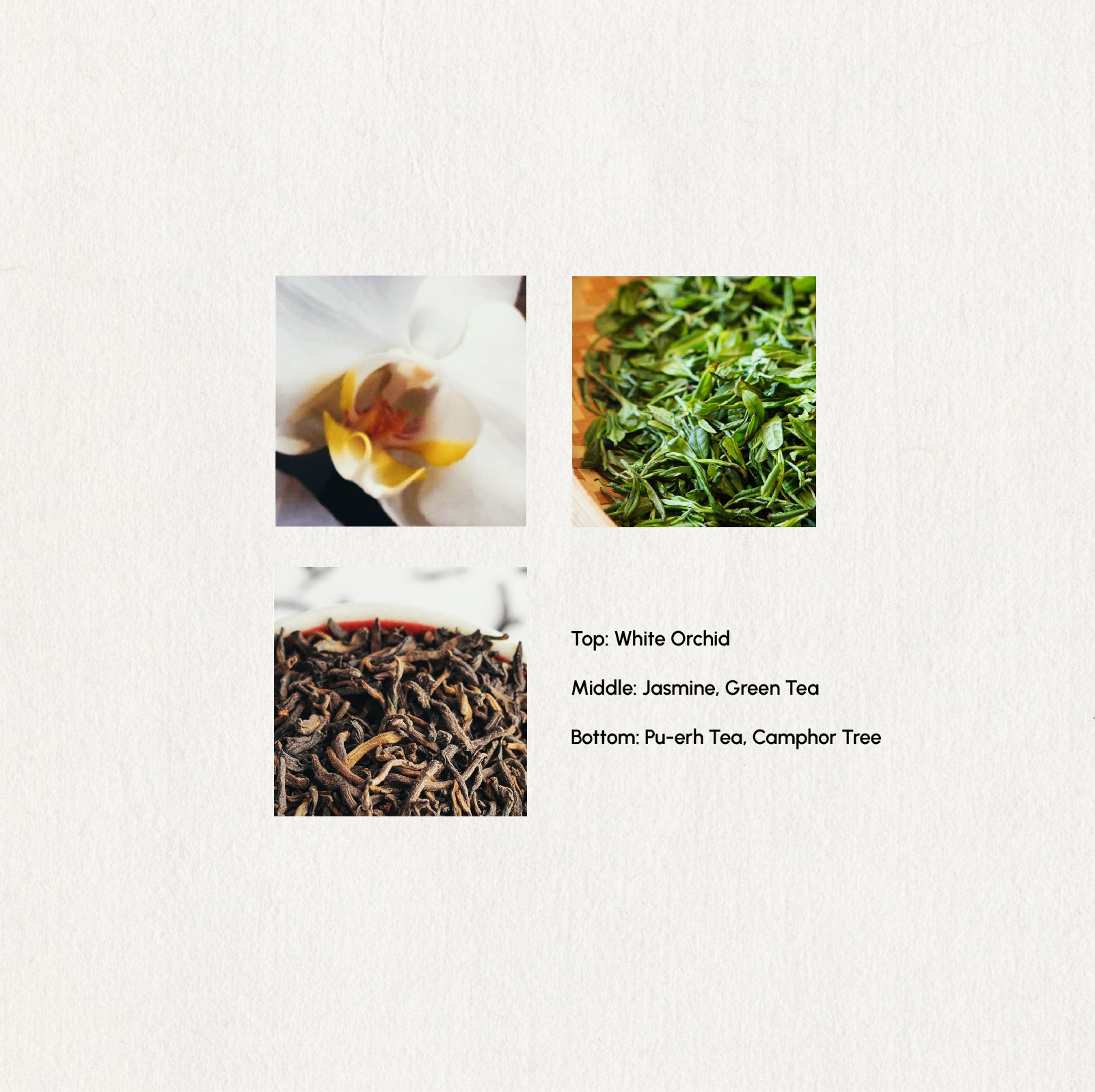 Breezy Leaves Essential Oil Blend · 5ml