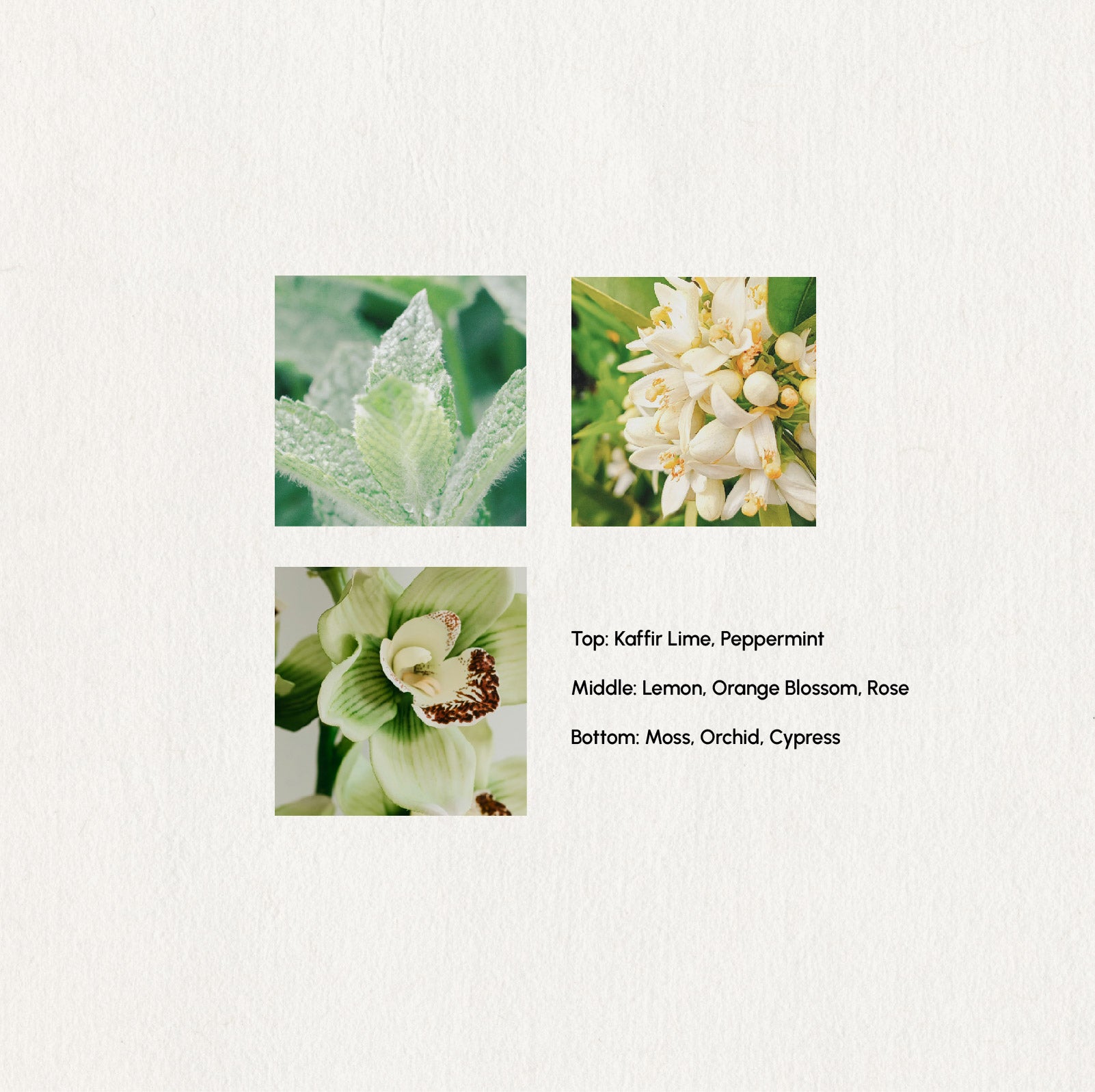 Dreamy Moon Essential Oil Blend · 5ml