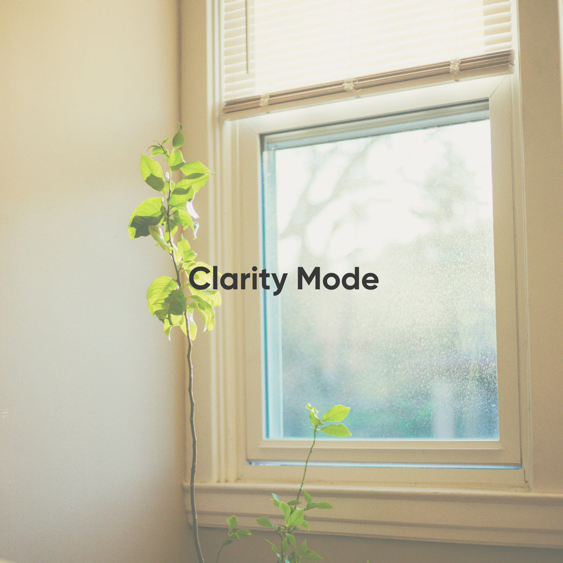 Window with a plant on a light-colored wall, labeled &