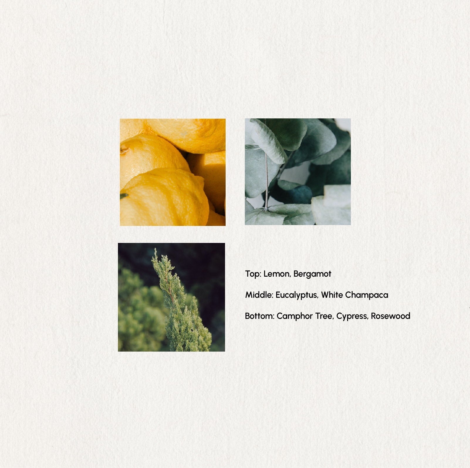 Harmony Spring – Essential Oil Blend · 5ml