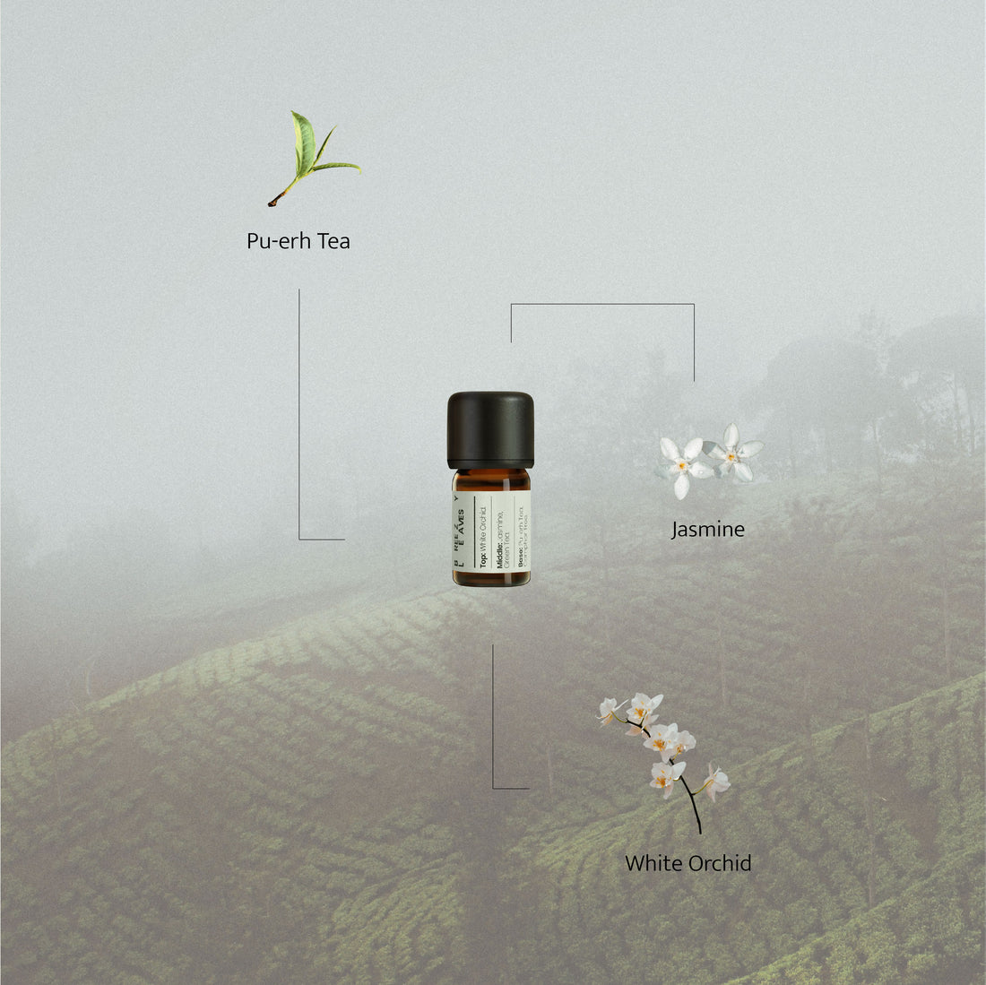 Illustration of Breezy Leaves essential oil bottle with botanical ingredients labeled around it — Pu-erh tea, jasmine, and white orchid — set against a misty Yunnan tea forest background.