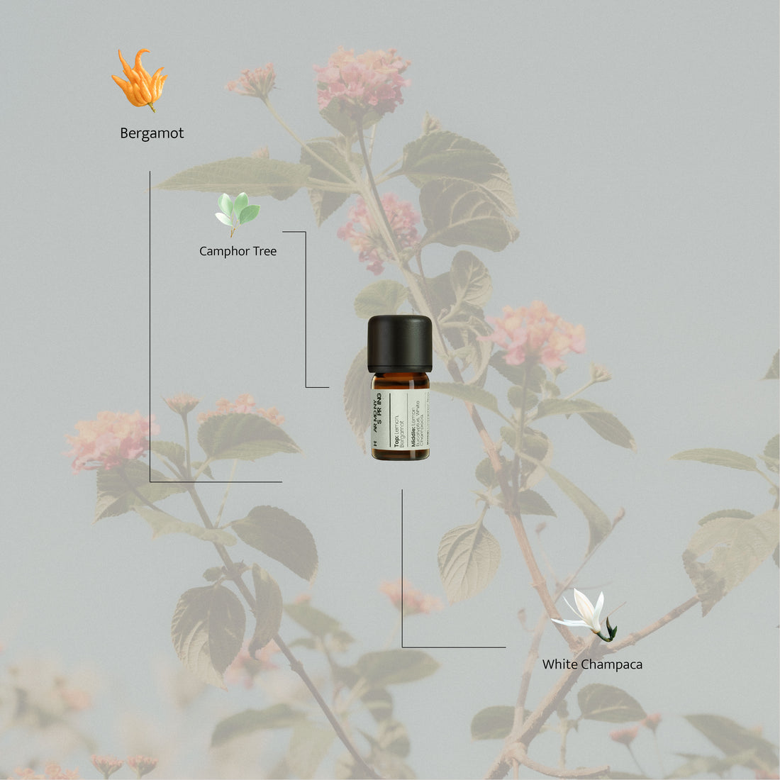 Harmony Spring essential oil bottle surrounded by illustrated notes of bergamot, camphor tree, and white champaca, set against a soft botanical background with flowering branches.