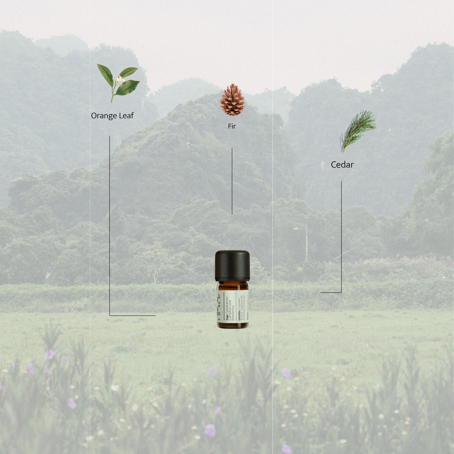 A 5ml essential oil bottle labeled “Serene Forest” surrounded by cedar, orange leaf, and oakmoss, placed against a misty forest backdrop, evoking a grounding and tranquil mood.