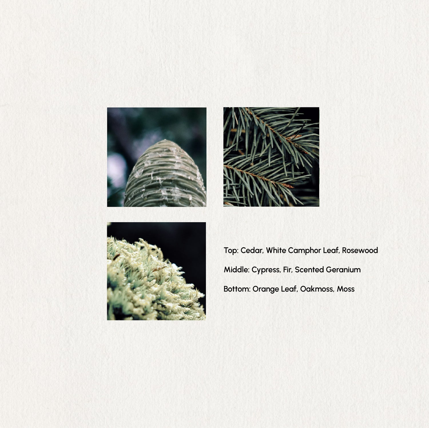 Serene Forest – Essential Oil Blend · 5ml